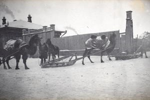 Camel sledges in winter