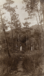 A woodland footpath between upright stones, Hong Kong