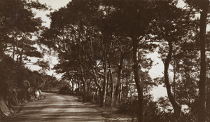 Trees beside a mountain road, Hong Kong