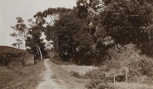 A cow grazing near a footpath, Hong Kong