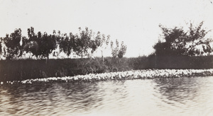 Lotus flowering in a waterway