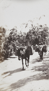 Mules with panniers
