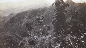 View of forested mountains