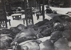 Dead pigs and cattle brought by boat and dumped in the Public Garden, Shanghai, 1937