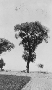 A shrine at the foot of a large tree, Shanxi