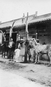 Farriers with horses to be shoed