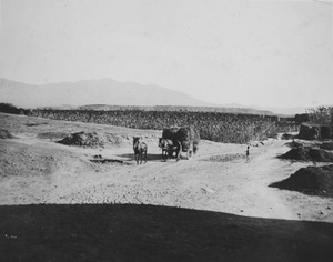 Carter with laden cart near a field of sorghum