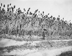 Foreign girl beside a field of sorghum