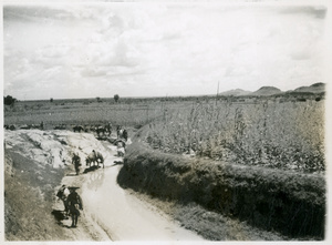 Leading mules along a track by fields