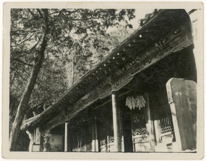 Maize (corn) drying in the eaves of a building