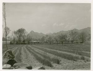 Farm land with fruit trees, and mountains in the distance