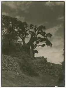 An ancient tree beside a small roadside shrine on a hillside