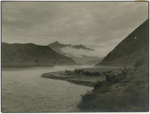 Mules and livestock by the side of the flooded Pei Chu Ma Ho River, 1938