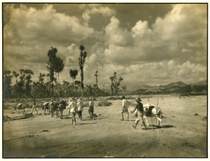 Men with muleteers and mules crossing a dry flood plain after flooding
