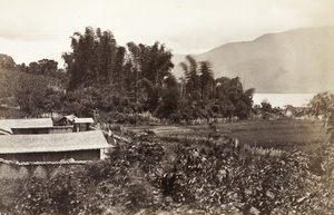 Farm and bamboo grove by Sun Moon Lake (Lake Candidius), Taiwan