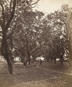 Mango grove above Tainan, Taiwan - said to have been planted by the Dutch