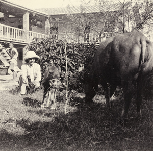 Dr John Preston Maxwell with water buffalo cow and calf