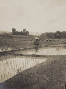 Rice planting, Fujian province