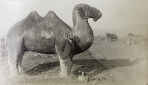 Camel, Spirit Road, Ming Tombs
