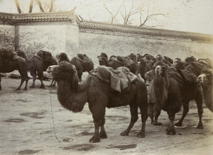 Bactrian camels