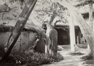 Tree planted by Confucius, Qufu (曲阜)