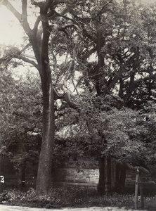 Ancient trees in the Temple of Confucius, Qufu (曲阜)