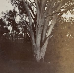 The silver pine tree in the temple of the favourite disciple of Confucius, Qufu