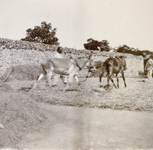 Man and donkey team threshing, Weihaiwei