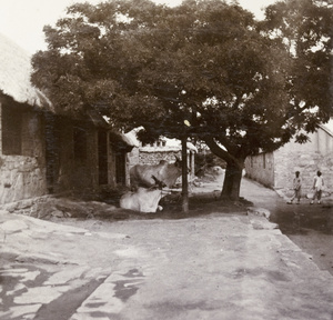 Zebu cattle in the shade of a village tree, Weihaiwei