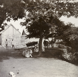 Zebu cattle and cart in shade of village trees, Weihaiwei