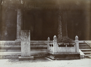 Tree said to have been planted by Confucius, at Qufu (曲阜)