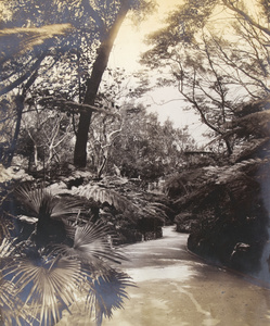 Glenealy Ravine, Hong Kong, before the storm