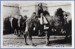 Mongolian camels