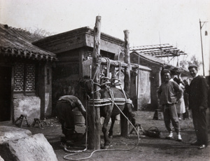 A farrier shoeing a horse in a harness