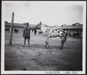 Stable hand with 'Chester', a racehorse