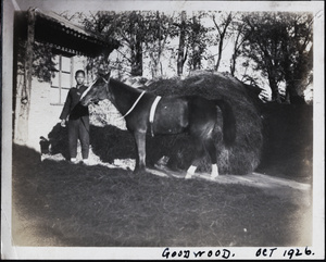 Stable boy with 'Goodwood'