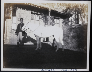 Stable hand with 'Aintree'