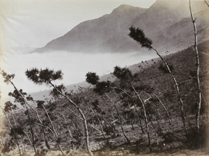 Curious pine trees on the road to Yongquan Monastery (涌泉寺 Kushan Monastery), Drum Mountain, Fuzhou (福州)