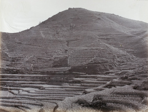 Rice in the foreground, tea on the hillside