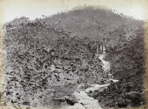 Dried up stream with stunted trees