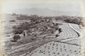 Tea plants beside Little Wood Road, Foochow