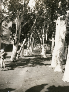 Avenue of white pines (Pinus bungeana) at ‘White Pine Temple’ (隆恩寺 Longen Temple), Shijing Hills (石景山), near Beijing