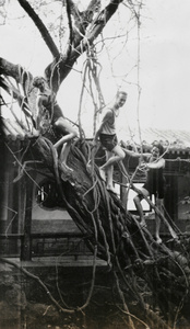 A tree at the Black Dragon Pool, Peking