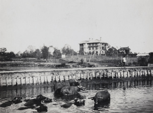 Canton Christian College, overlooking fields and water buffalo