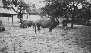 Oxen in yard