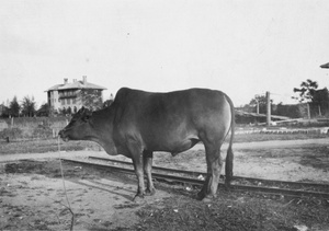 Chinese ox, in front of Canton Christian College, Guangzhou