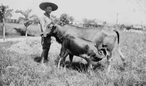 Field worker with cow and suckling calf