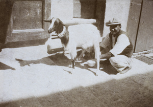 Milking a goat, Dairy Farm, Pokfulam, Hong Kong