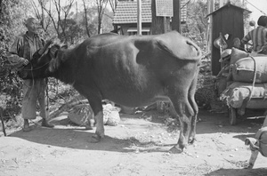 Old man with water buffalo, Jessfield Railway Bridge, Shanghai