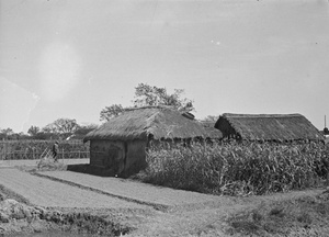 Farm and fields in Pootung, Shanghai